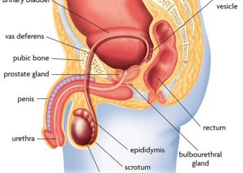 Average Size of a Male’s Junk Is… According to Science