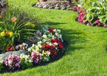Enhance the Appearance of the Lawn