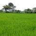 Rice farms for sale
