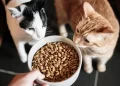 How is good-quality cat food beneficial for cats?