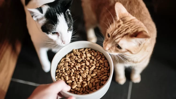 How is good-quality cat food beneficial for cats?