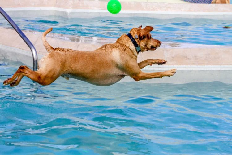 WHAT TYPE OF DOG TOY WILL HELP YOUR DOG ENJOY THE POOL