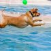 WHAT TYPE OF DOG TOY WILL HELP YOUR DOG ENJOY THE POOL