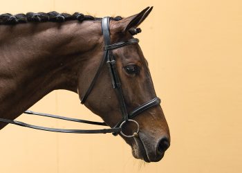 The bit is the fundamental accessory that allows the rider to communicate with his horse