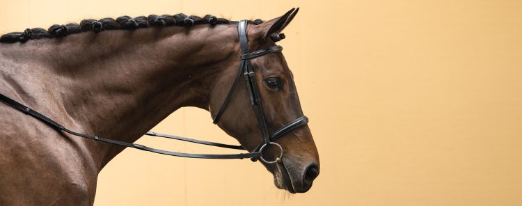The bit is the fundamental accessory that allows the rider to communicate with his horse