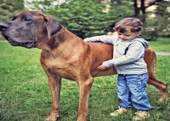 Interesting Facts About Great Danes!