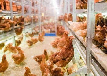 Understanding the American Humane Society’s Cage-Free Certification – Hillandale Farms