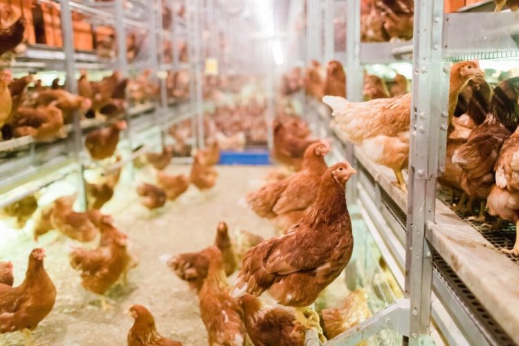 Understanding the American Humane Society’s Cage-Free Certification – Hillandale Farms