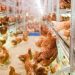 Understanding the American Humane Society’s Cage-Free Certification – Hillandale Farms