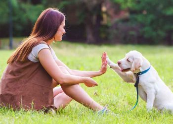 Basic Rules for Obedience Training Puppies