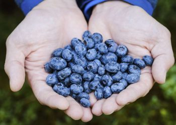 Are Blueberries Good for Diabetes? Benefits and More!