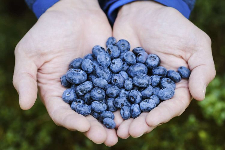 Are Blueberries Good for Diabetes? Benefits and More!