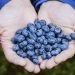 Are Blueberries Good for Diabetes? Benefits and More!